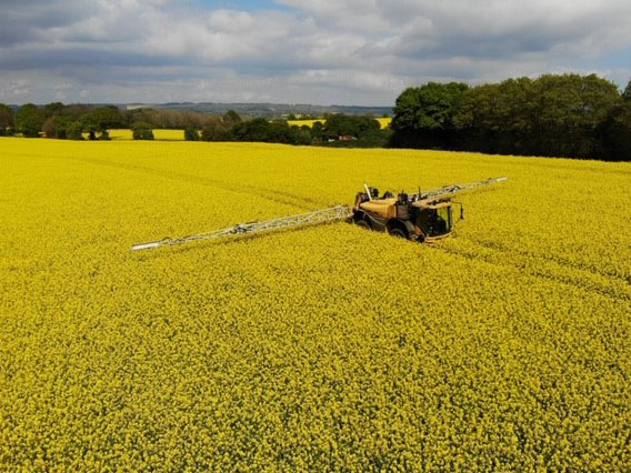 Ripe oilseed rape crop at the Budd's farm