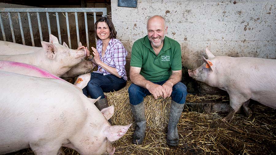 Two farmers sit surrounded by pigs