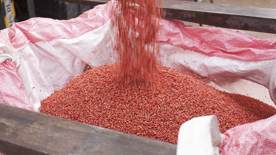 Treated seed flowing into a sack