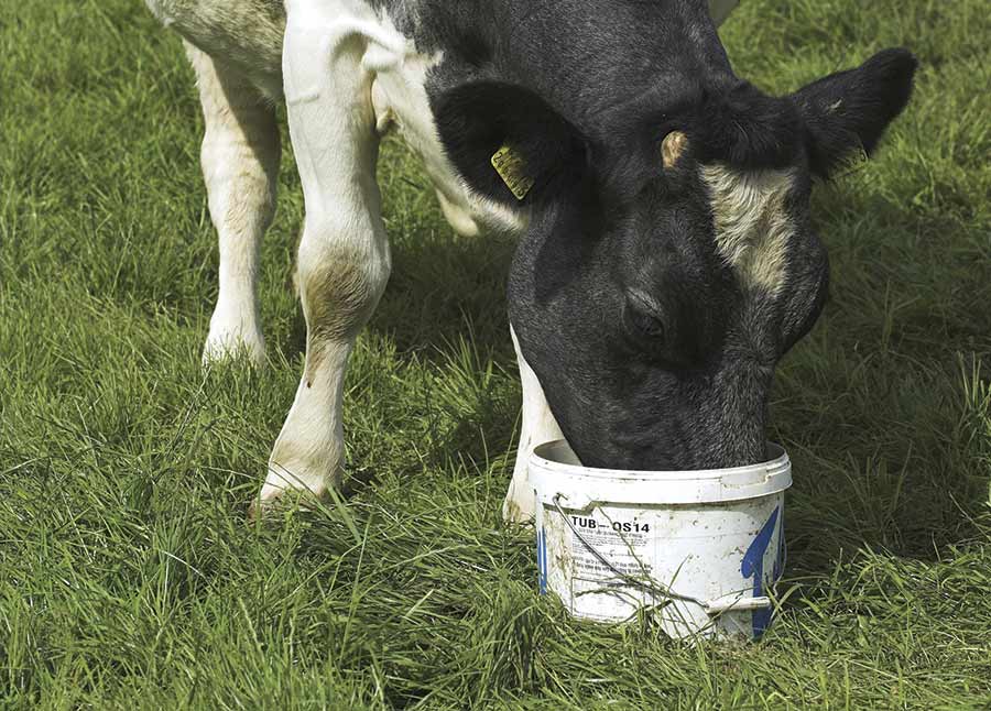 cow with a mineral bucket