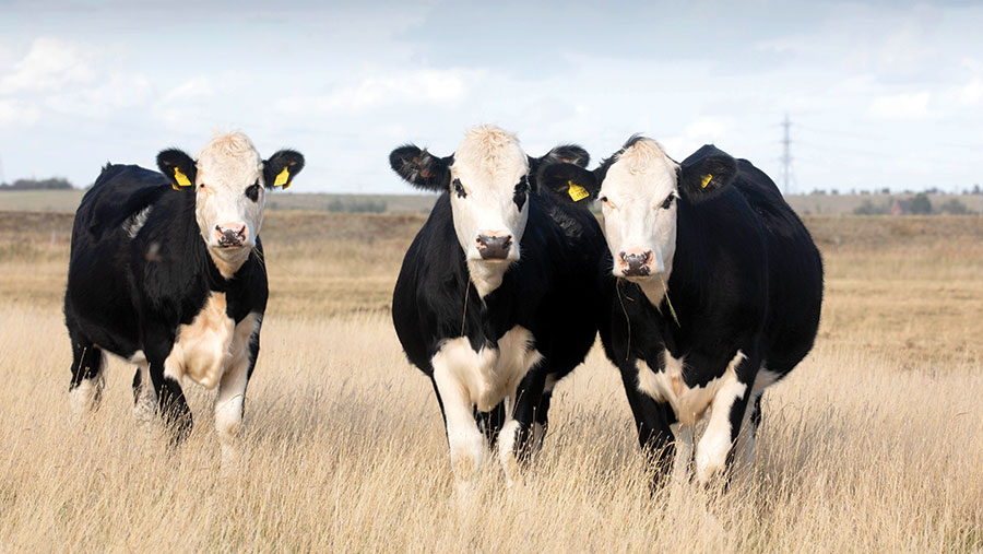 Cows in field