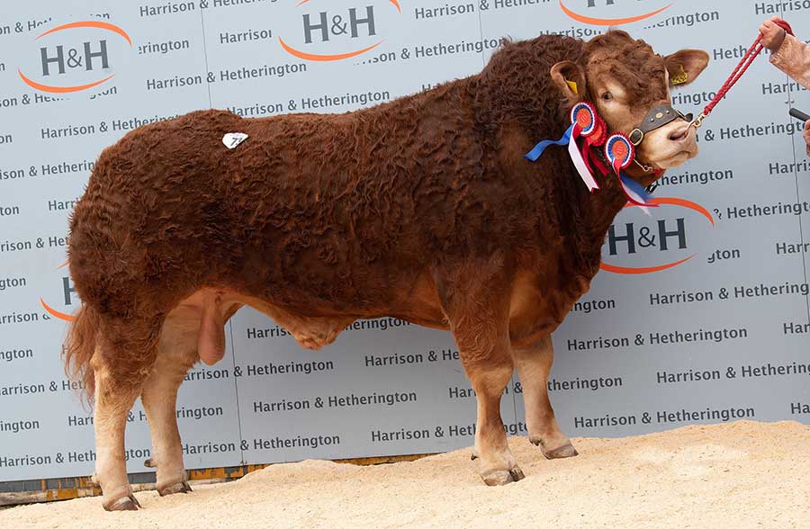 Goldies Olympia Limousin bull