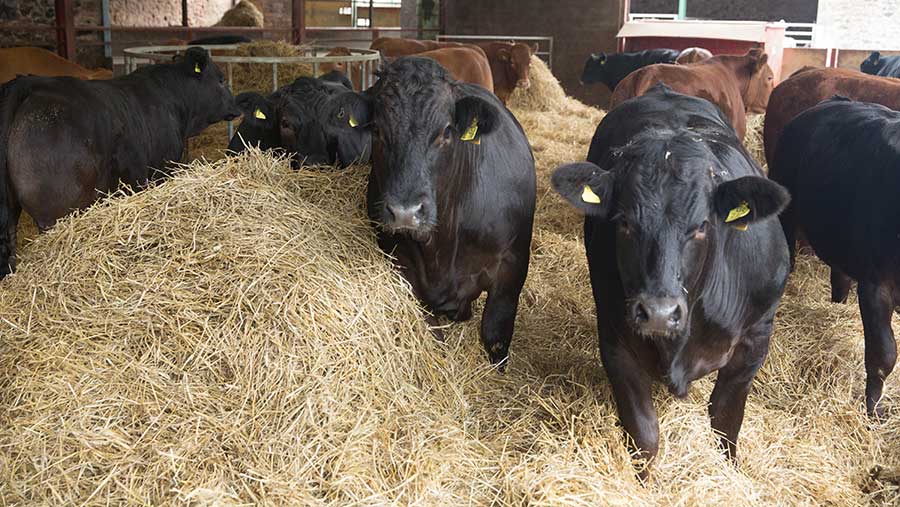 6 alternative bedding options to straw compared - Farmers Weekly