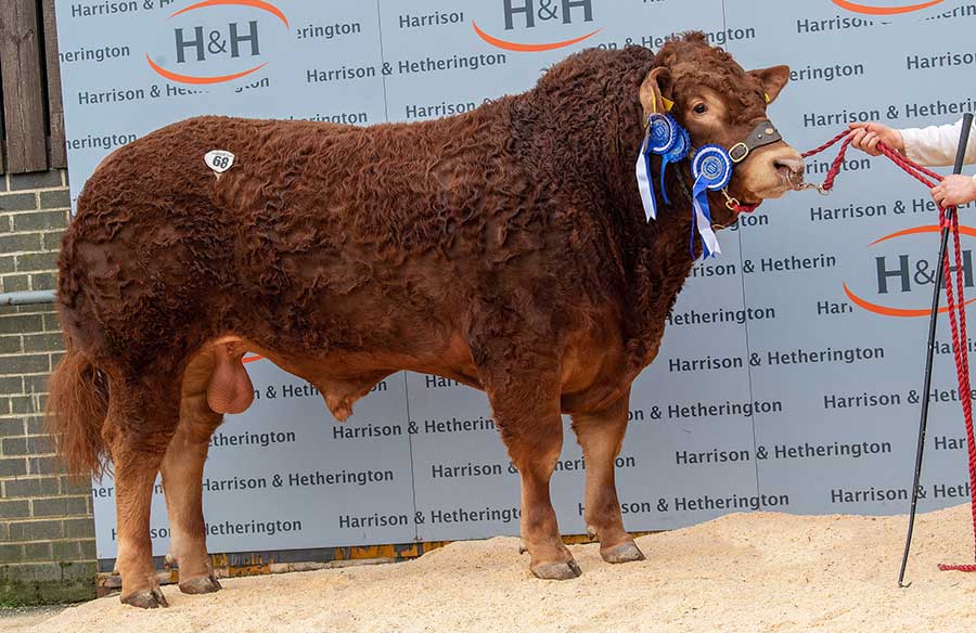 Goldies Owain Limousin bull