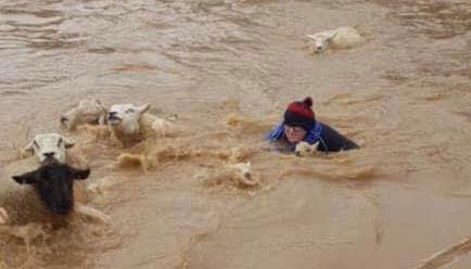 Woman rescuing sheep from water