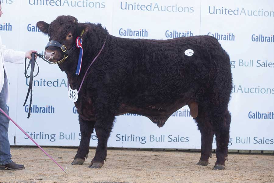 Sales bull Cumbrian Nadal Poll