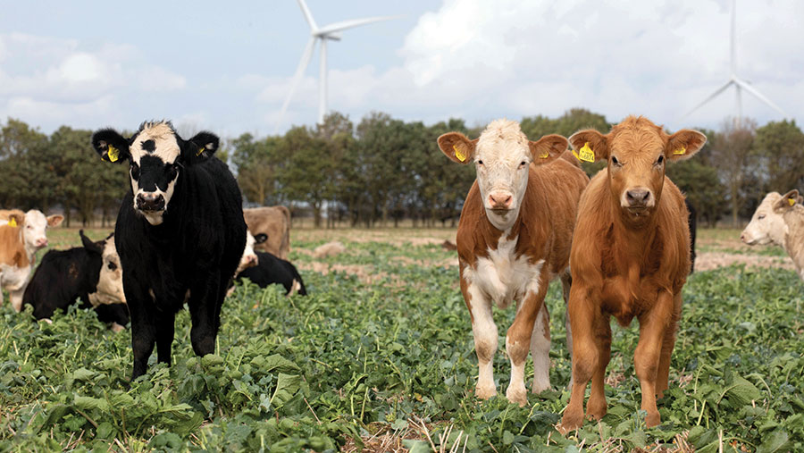 Replacement calves are outwintered on the Hulls' farm in Suffolk © Tim Scrivener