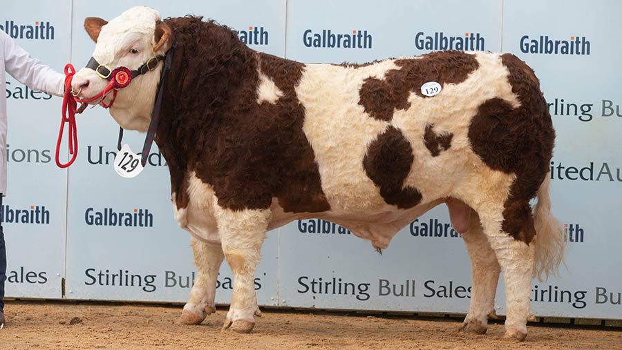 Wolfstar herd tops Simmental trade at 18,000gns - Farmers Weekly