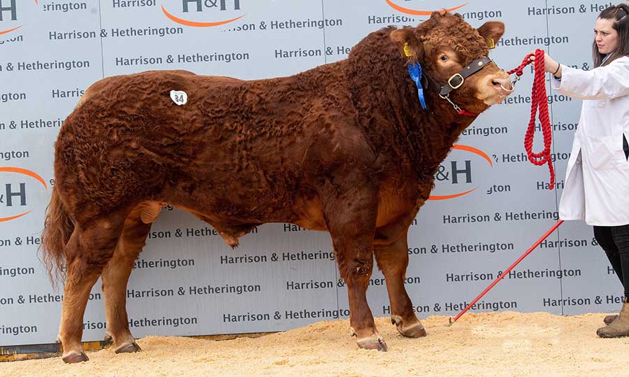 Limousin bull Huntershall Outlaw