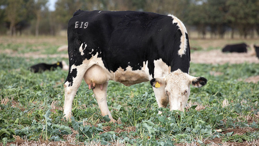 Cow eating forage crops