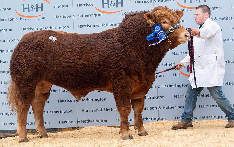 Limousin bull Westpit Oklahoma