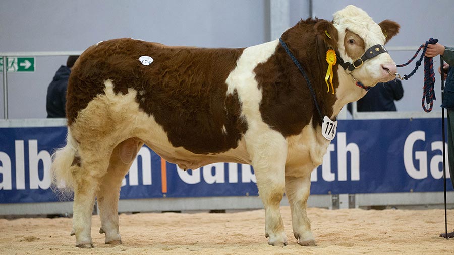 Wolfstar herd tops Simmental trade at 18,000gns - Farmers Weekly