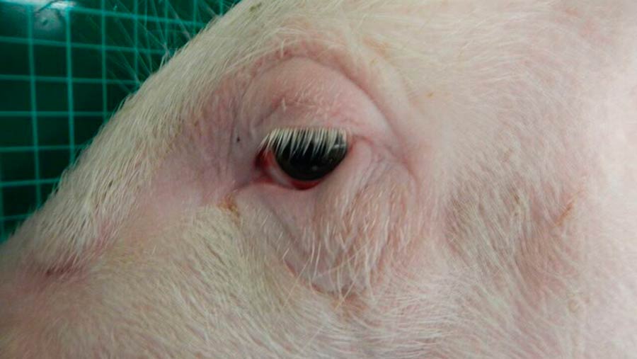 Close-up of pig's eye