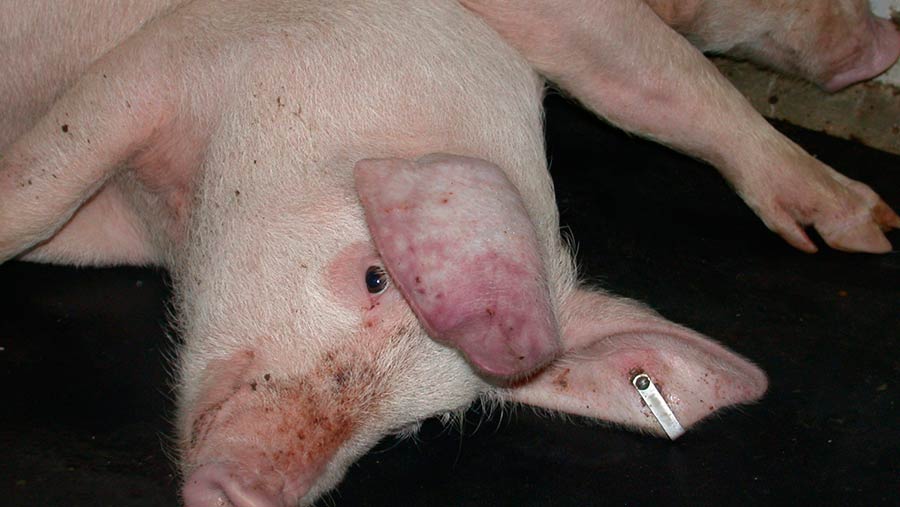 African swine fever threat: What farmers need to know - Farmers Weekly