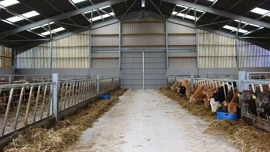 15 Best Beef cattle shed design uk Trend 2020