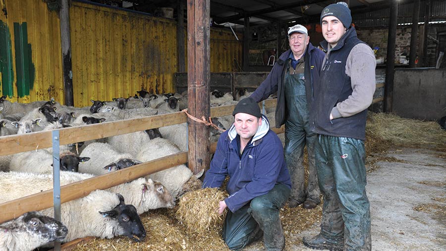 Owen (left), Ed and Tom Rees in the sheep shed