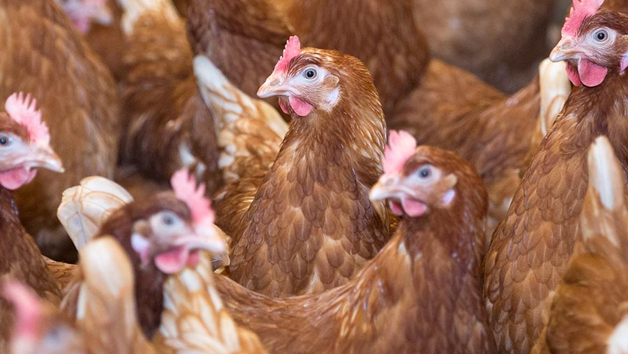 How To Dissect Chickens To Detect Disease Farmers Weekly