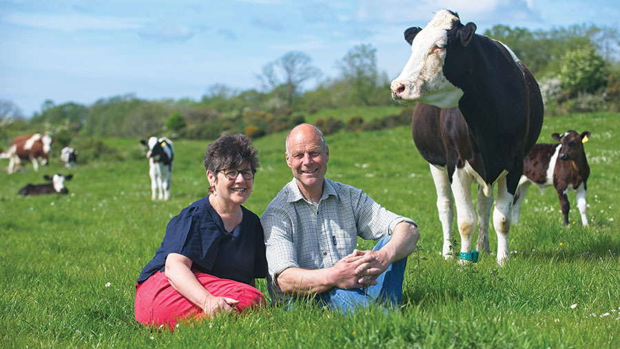 David and Wilma Finlay in field with dairy cows