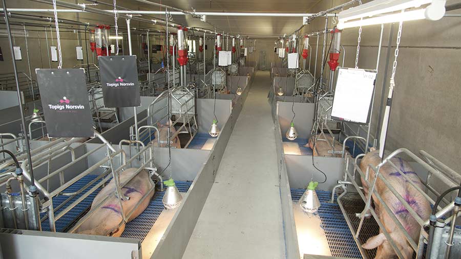 Very clean farrowing room