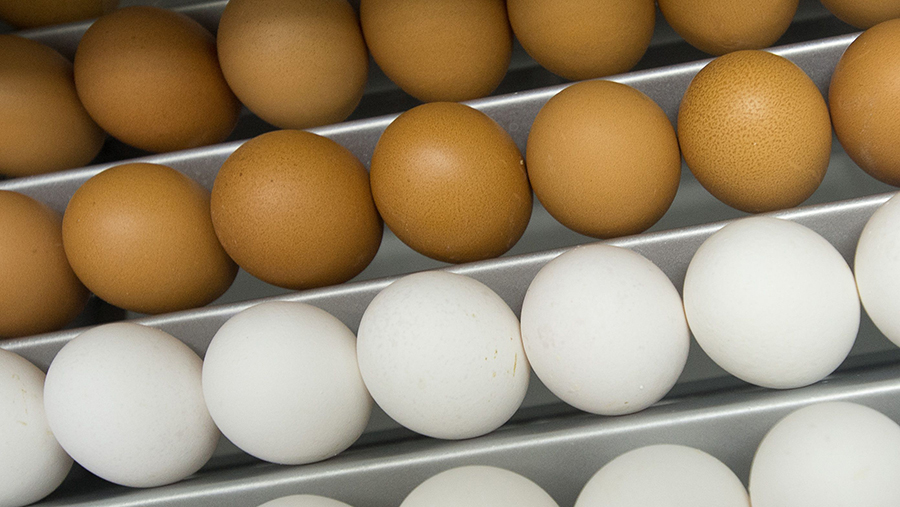 eggs in incubator