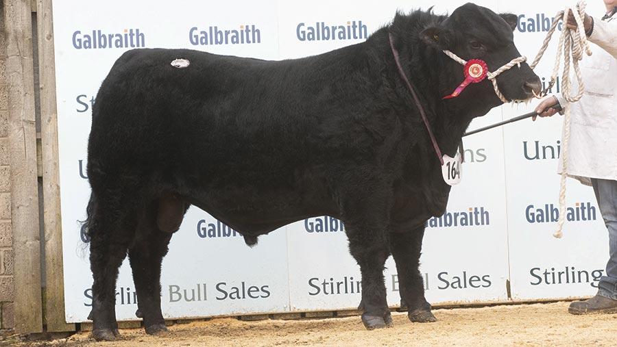 Angus bull Gordon Barney U334