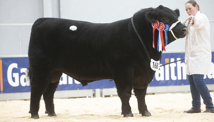 Stirling: Angus hit 25,000gns - Farmers Weekly