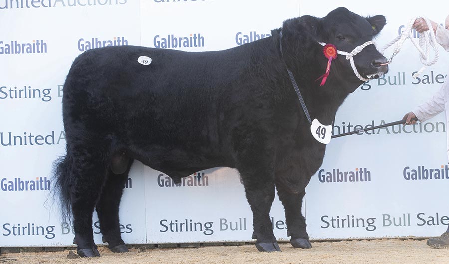 Angus bull Cardona Jewel Eric 054