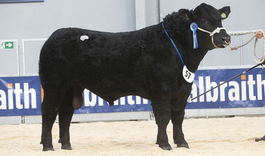 Angus bull Tonley Kasper U512