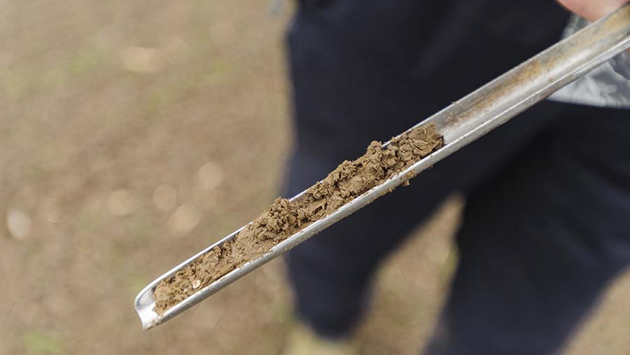 Soil sampling rod with soil sample