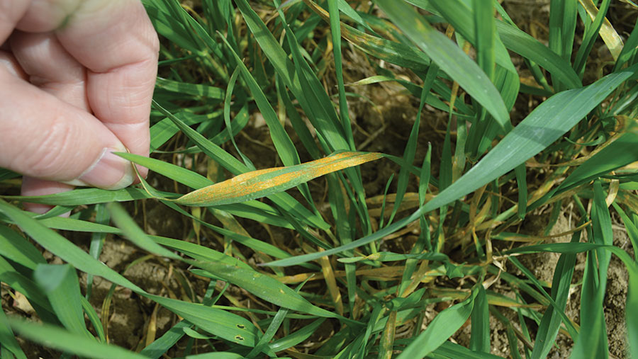 Wheat plant with yellow rust