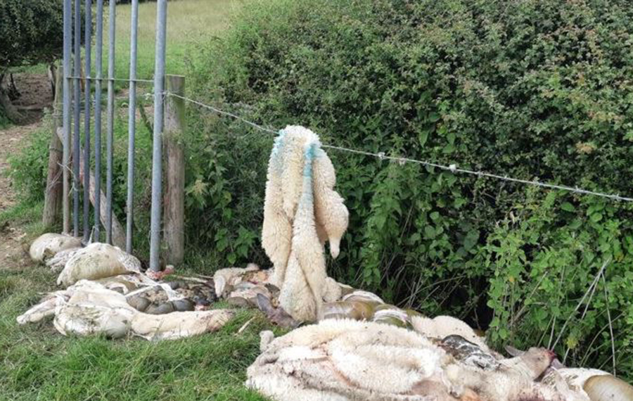 Sheep butchered in field