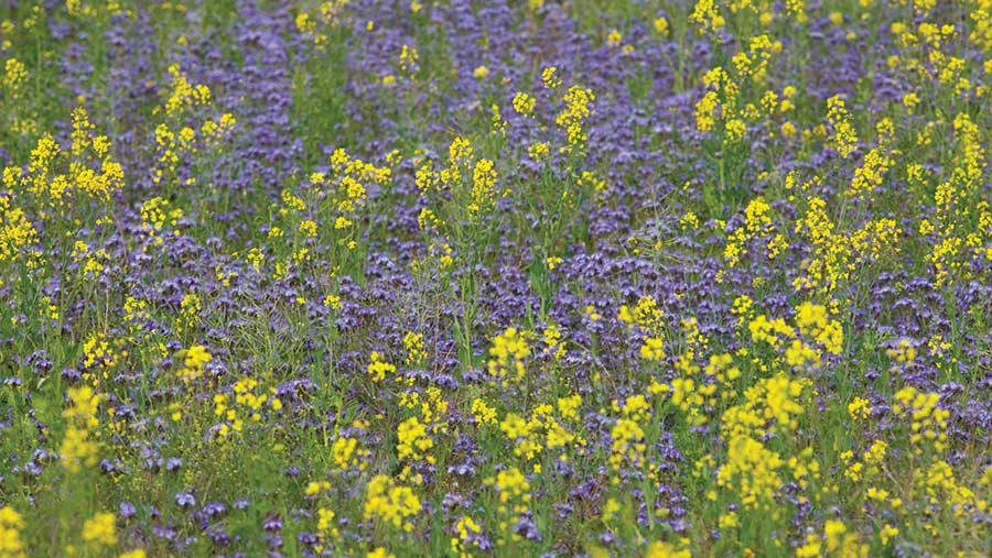 Cover crops