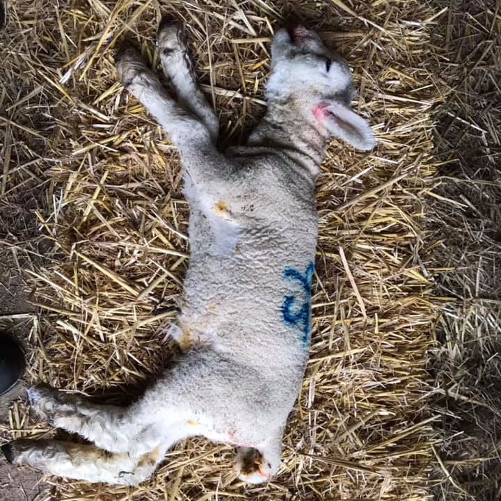 Dead lamb