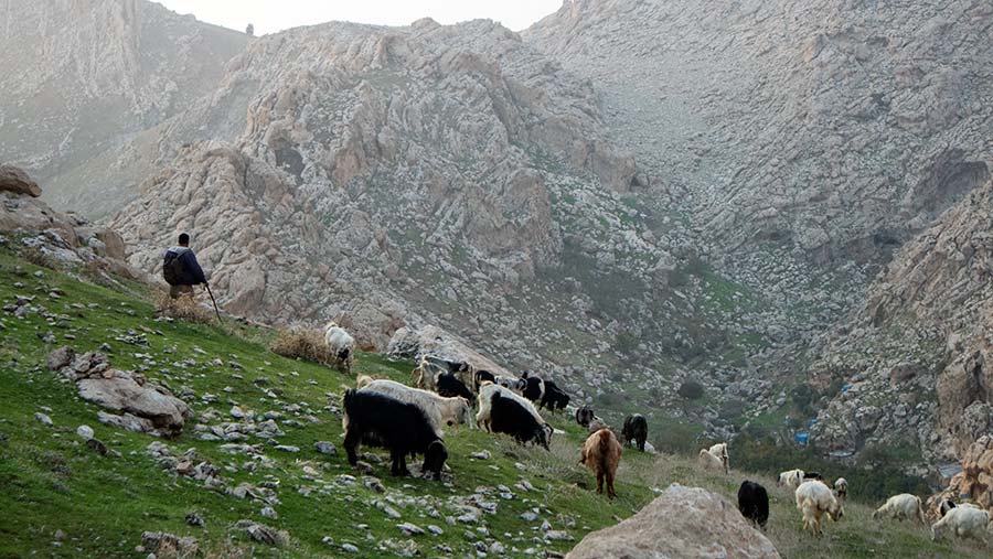 A goat farmer in Northern Iraq