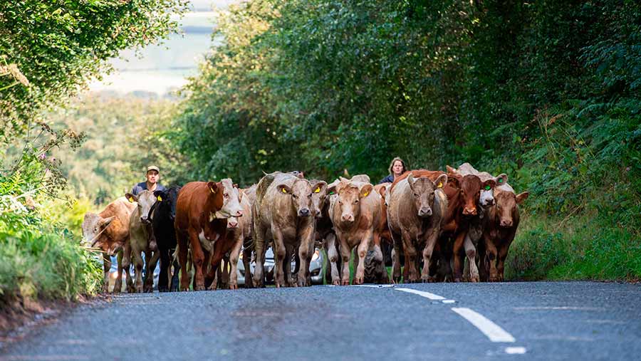 About 25 Exmoor farmers and foresters will take part in an early ELMs trial © Shutterstock