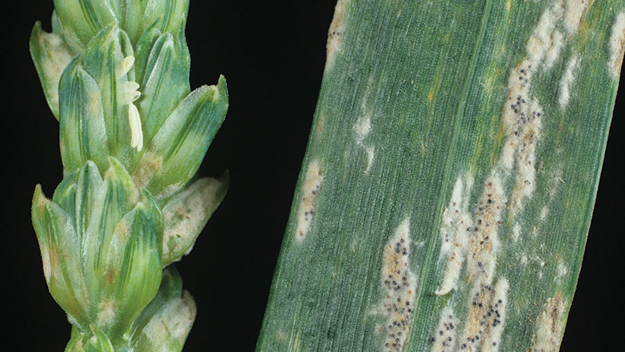 Powdery mildew in wheat 