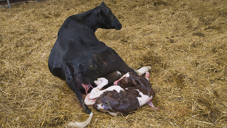 Dairy cow calving
