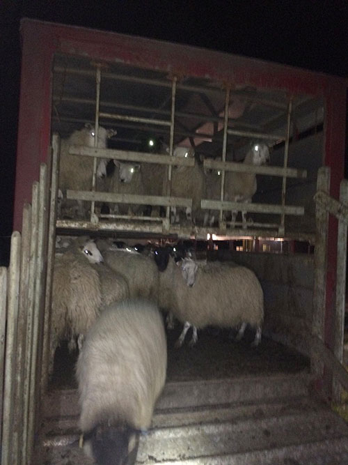 Sheep in truck