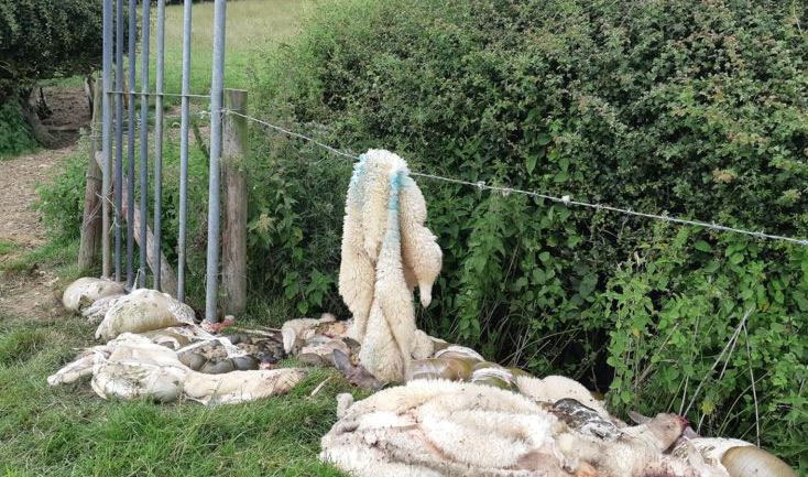 Sheep butchered in field