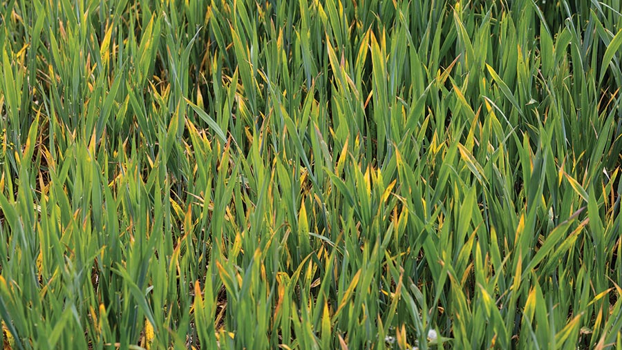 BYDV symptoms in wheat crop in spring 