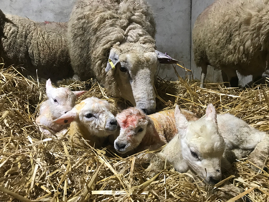 Four lambs and ewe