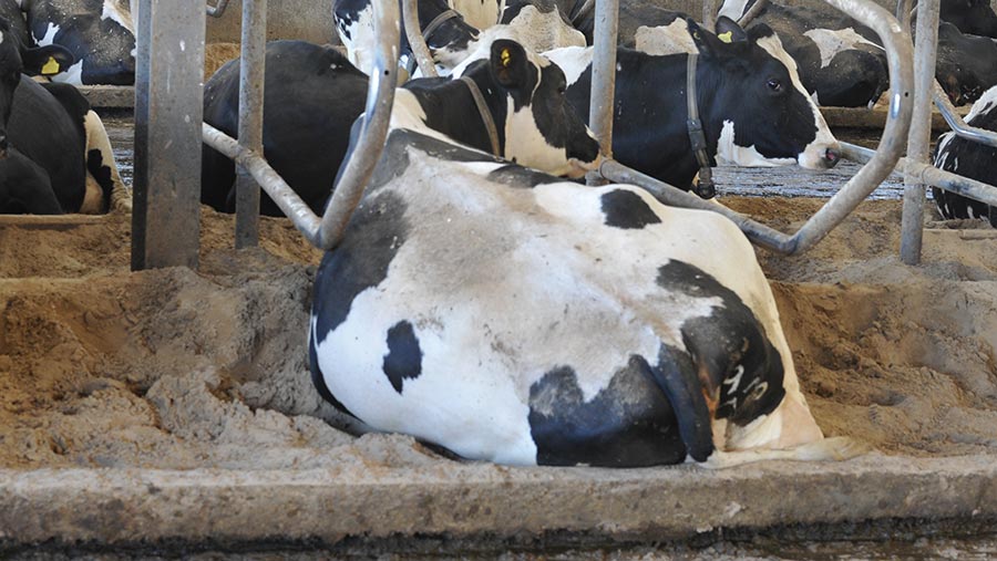 Cow lying in shed with notched kerb