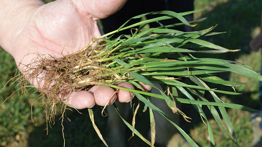 Wheat rooting