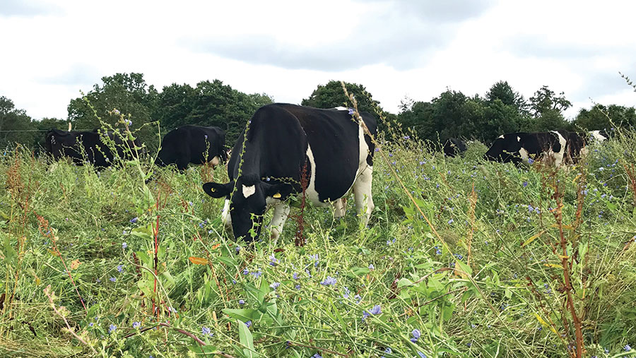 Grazing dry cows on standing hay is the cheapest form of feeding