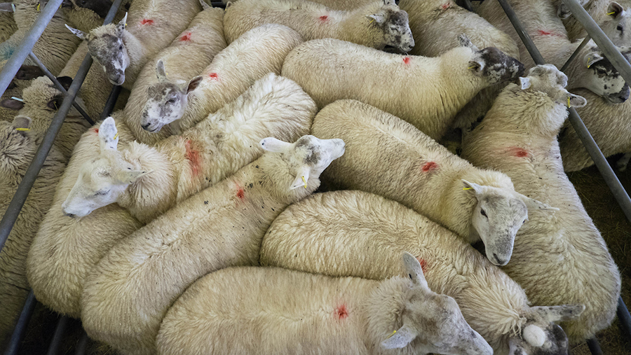 Liveweight lamb prices rise again in brisk trade Farmers Weekly