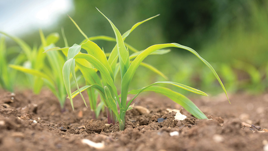 How maize is helping grower cut costs and build soil ...