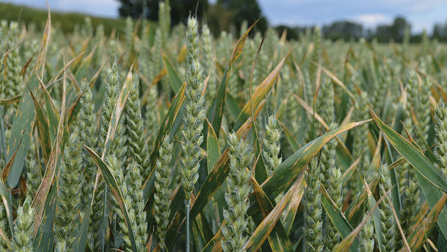 Septoria in wheat