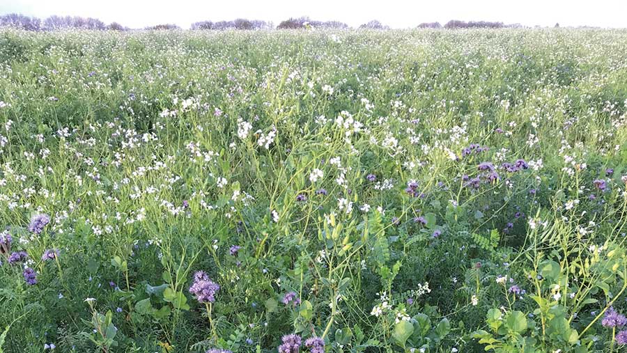 Field showing the fallow mix at nine weeks of summer growth