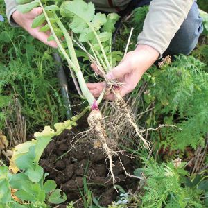 Man shows how deep oil radish roots go