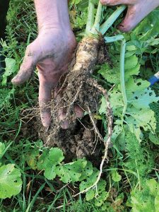 Man shows how deep smart radish roots go